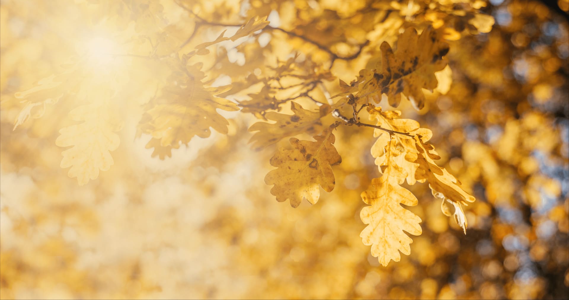 Golden Oak at Walt Disney World Real Estate & Community Guide