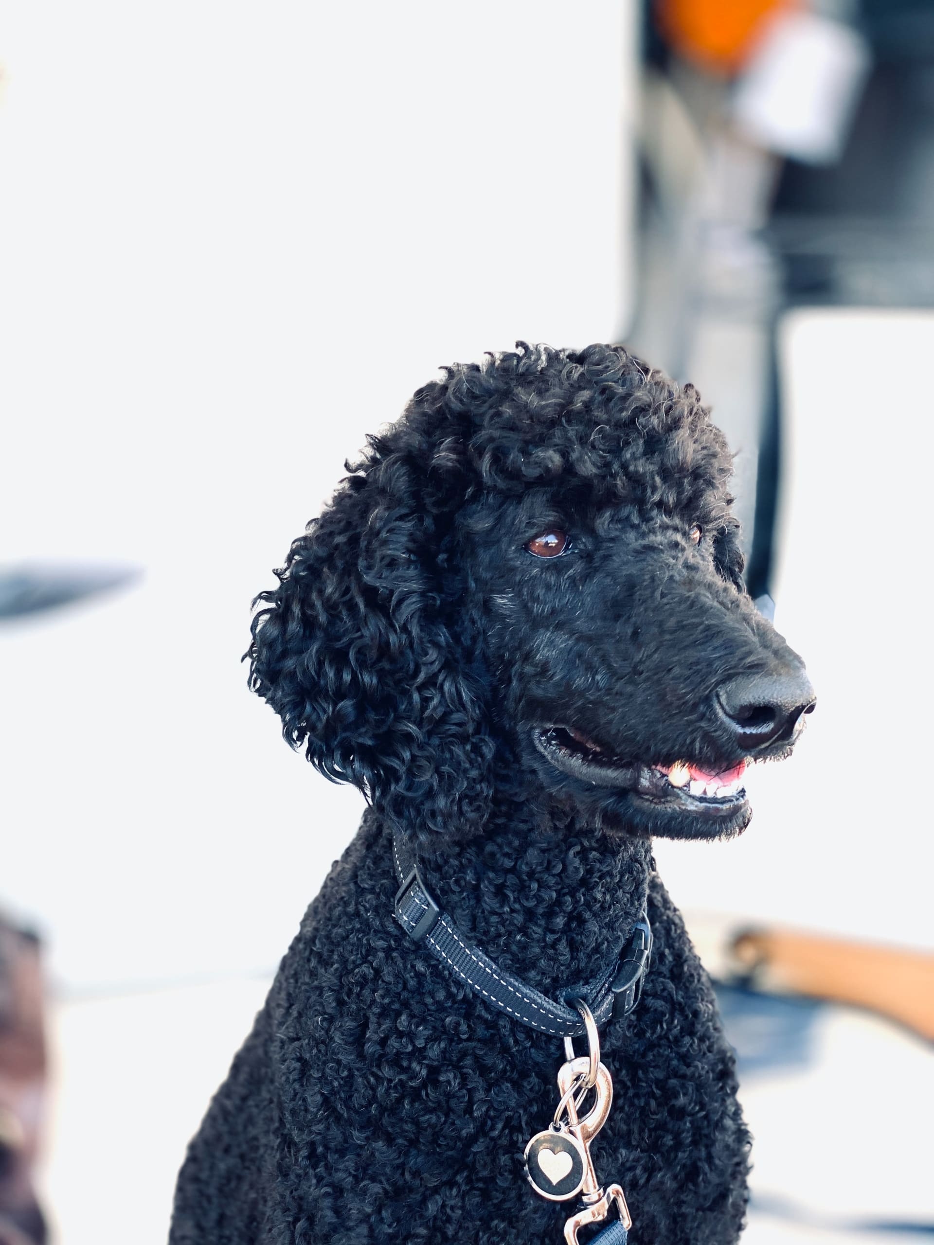 The Poodle Parade in Carmel