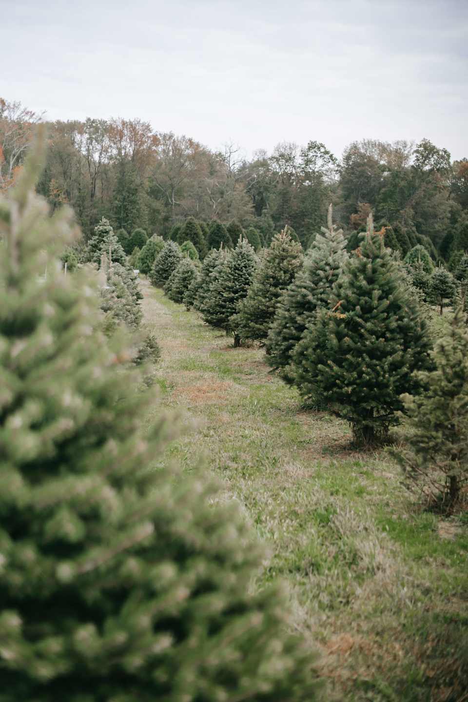 NC Christmas TreesNC Christmas tree industryLegacy Farms and Ranches