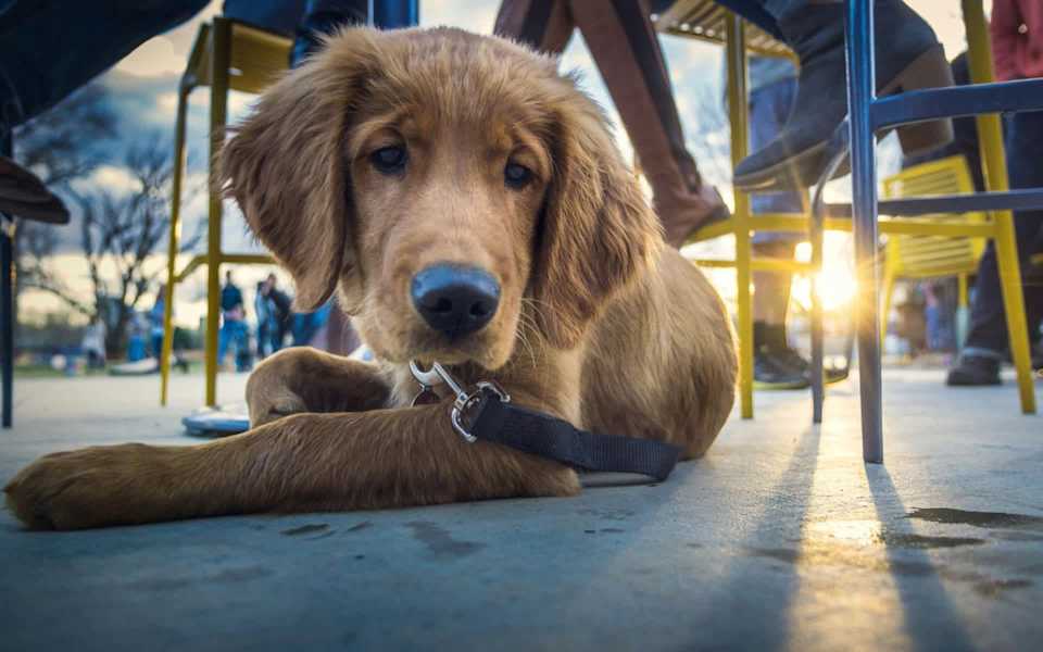 PetFriendly Restaurants Near Morro Bay Blog Brittany Hensley Group