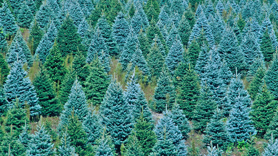 Calabasas Christmas Tree Guide