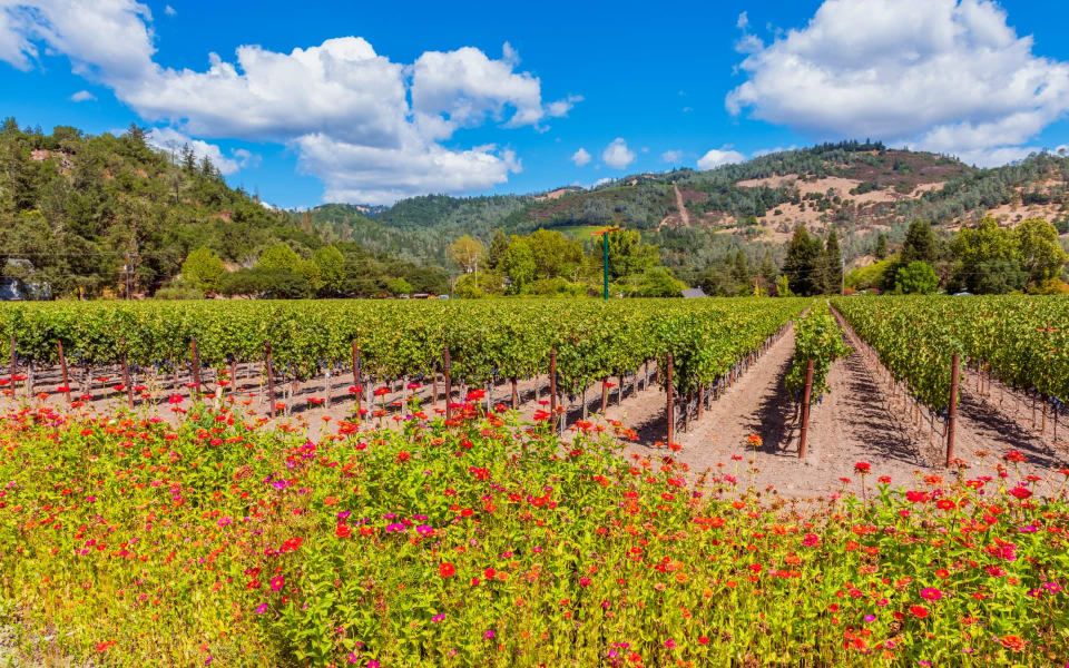 Calistoga Bart Moore Napa Valley Real Estate Agent