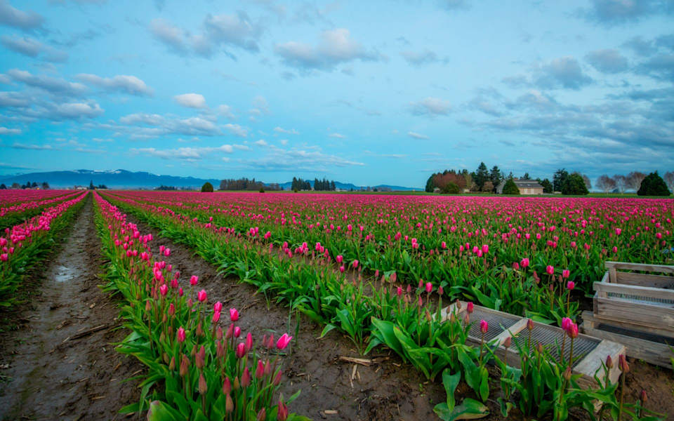 La Conner Community Guide