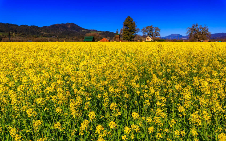 Yountville Community Guide Jeffrey Earl Warren Team Napa Real
