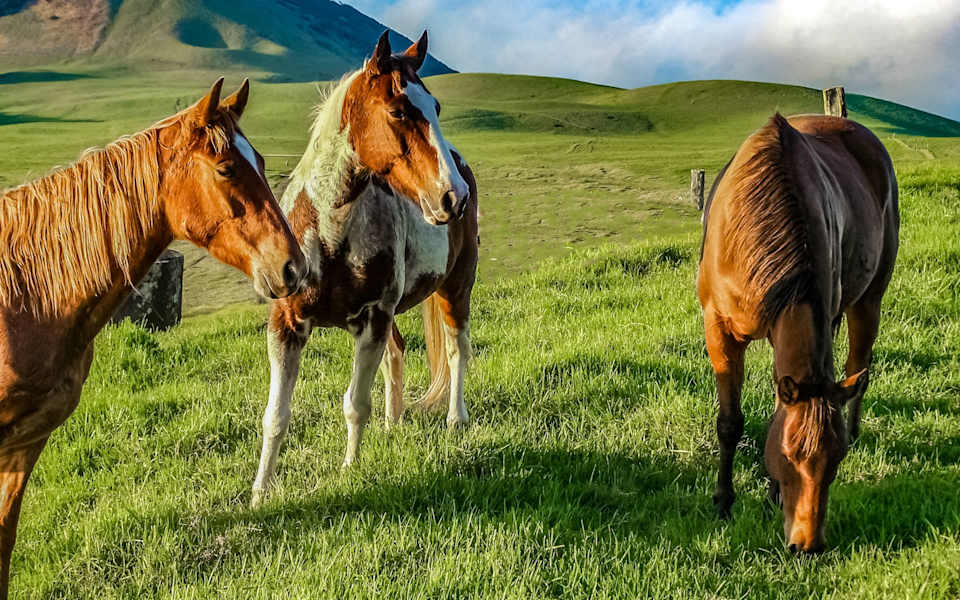 Kohala Ranch Neighborhood Guide