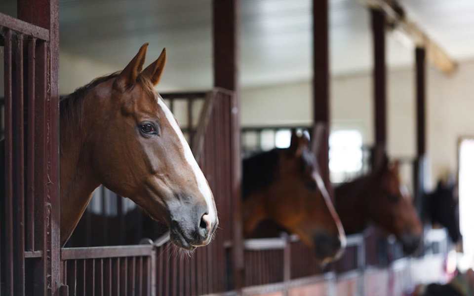 Best Horse Stables and Equestrian Clubs in Austin Blog Jeannie Garr