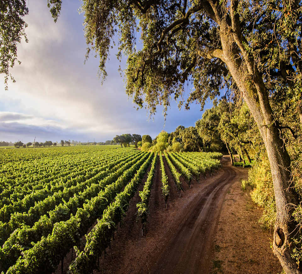 Understanding Vineyard and Estate Valuation Practices in Wine Country