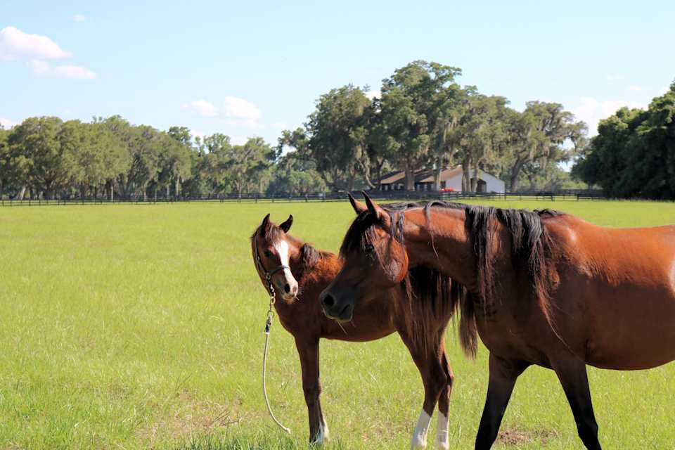 Jupiter Farms | Neighborhood Guide