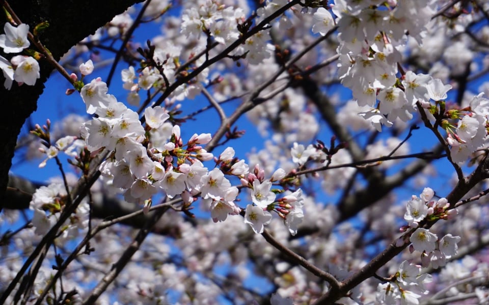 Cliffside Park Real Estate Area Guide Ridgeco Properties Bergen County’s Premier Boutique