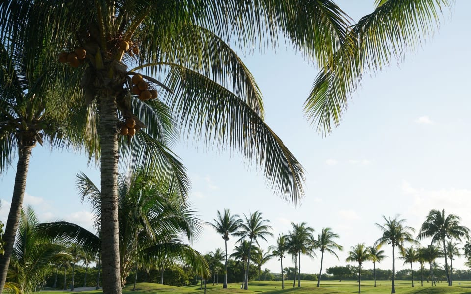 Parkland Neighborhood Guide