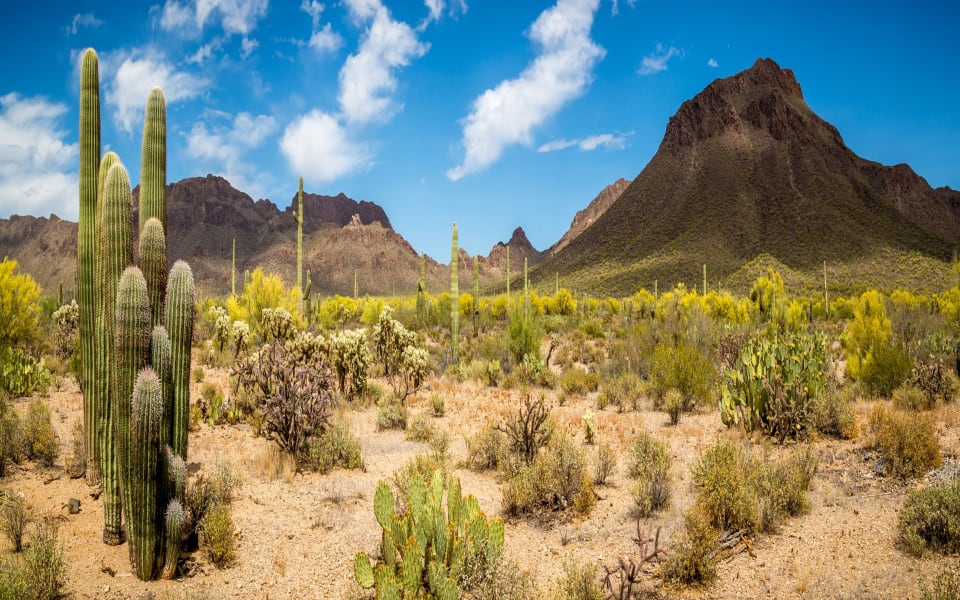 Dove Mountain Real Estate | Homes for Sale in Dove Mountain