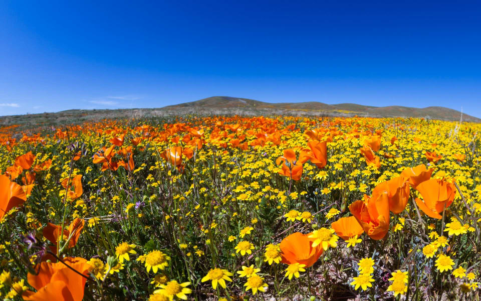 Blossom Valley Community Guide The Veeravalli Team