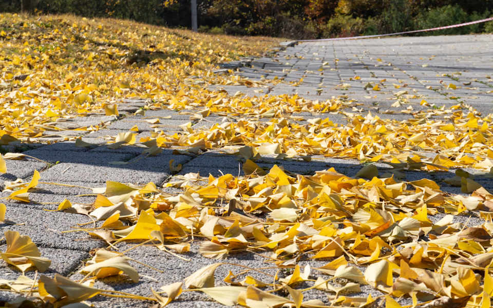 Briarcliff Manor, NY Real Estate & Homes for Sale