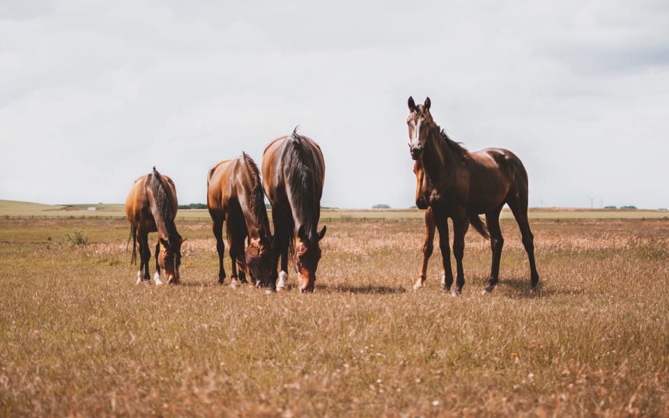 Nellie Gail Ranch Community Guide Matt South Orange County Real Estate