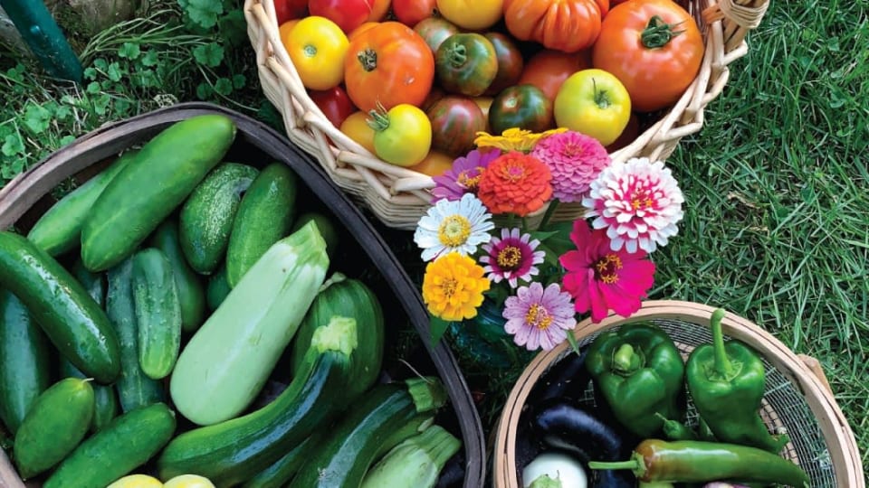 Late Summer "Second Garden" Crops Kellie Larson