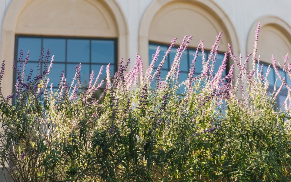 Calabasas Real Estate Homes for Sale in Calabasas