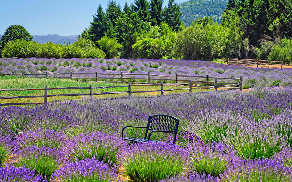 Discover the Beauty of Hood River Lavender Farms A MustVisit