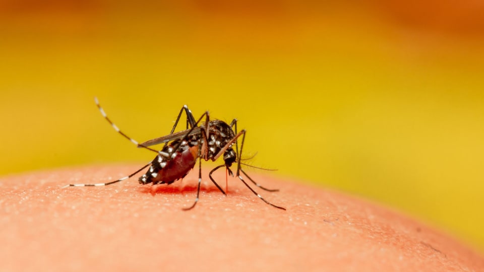 Ankle Biter” Mosquito Species bites Orange County – The Northwood Howler