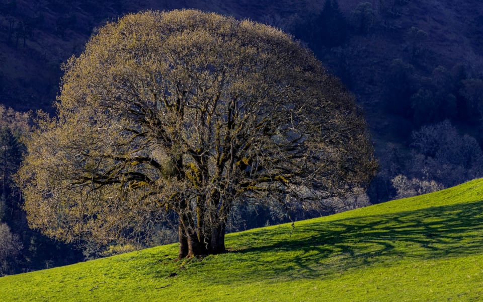 Oak Hills, OR Real Estate & Homes for Sale