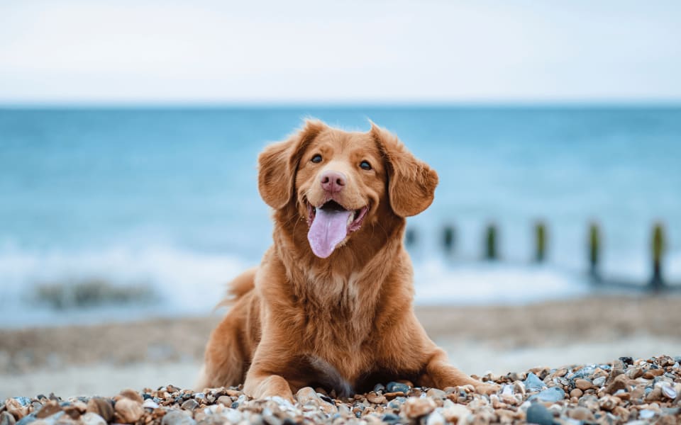 5 Best Independent Pet Shops in San Clemente Blog Echelberger Group