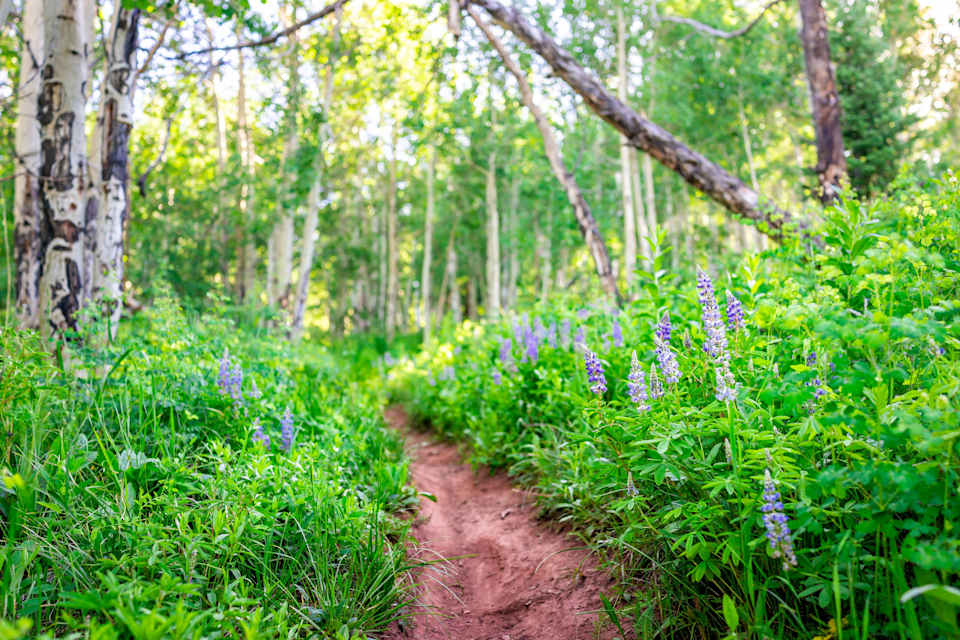 Aspen Real Estate Market Report August 2023