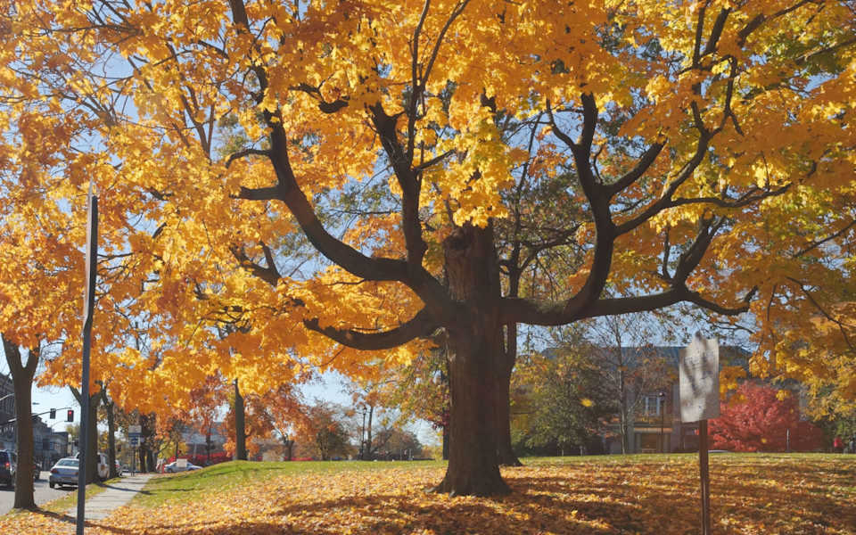 Westfield Cowanesque Lake Realty, LLC