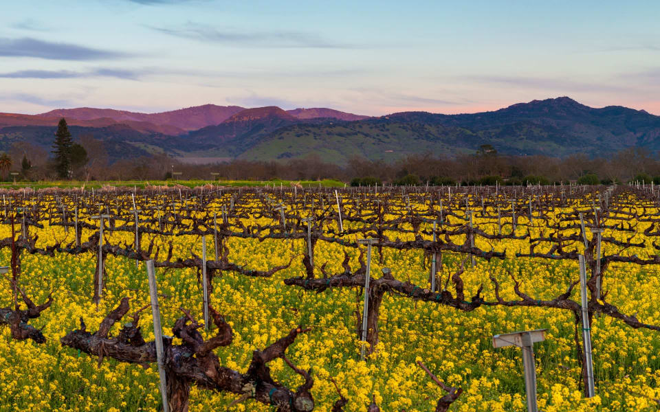 Napa Valley Real Estate Agents Meet Our Realtors CB Brokers