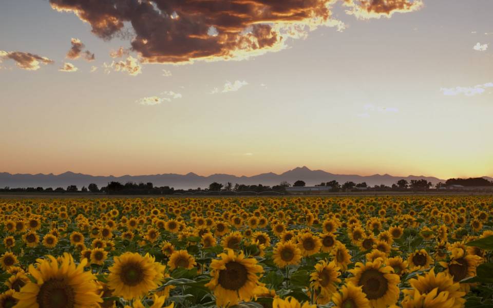 Berthoud Real Estate Condos, Houses & Luxury Homes For Sale