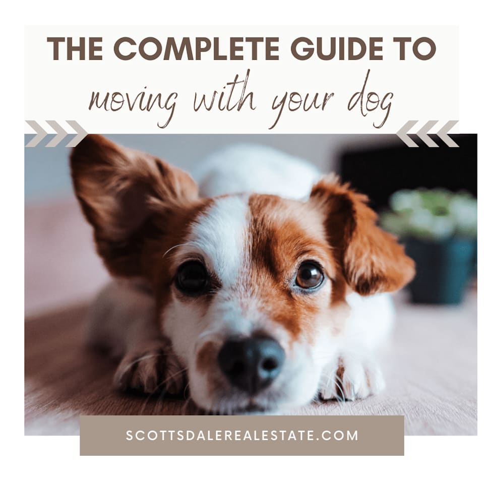 The Complete Guide to Moving With a Dog | Blog