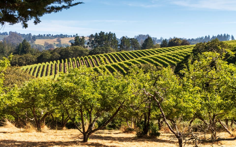 Sebastopol Real Estate Homes for Sale in Sebastopol, CA