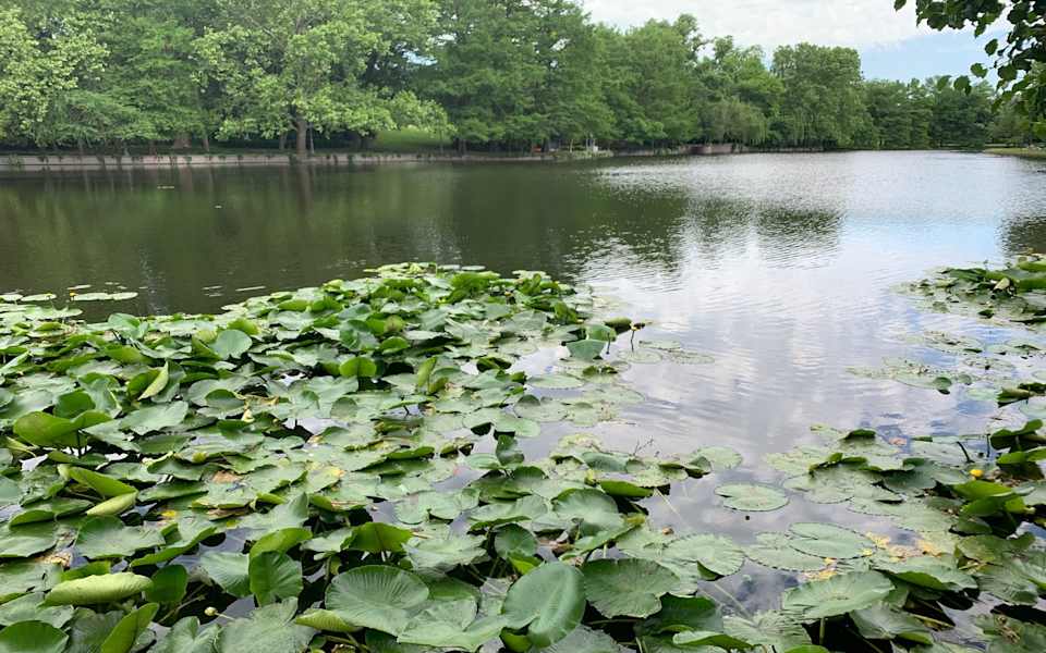Lake Highlands Real Estate Houses & Homes For Sale