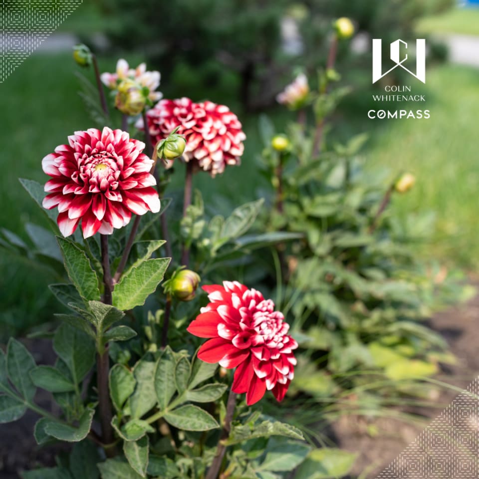 10 Bulbs to Plant in Spring for Summer Flowers Blog Colin Whitenack