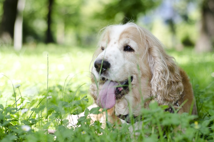 We treat your pets like the valued family members they are