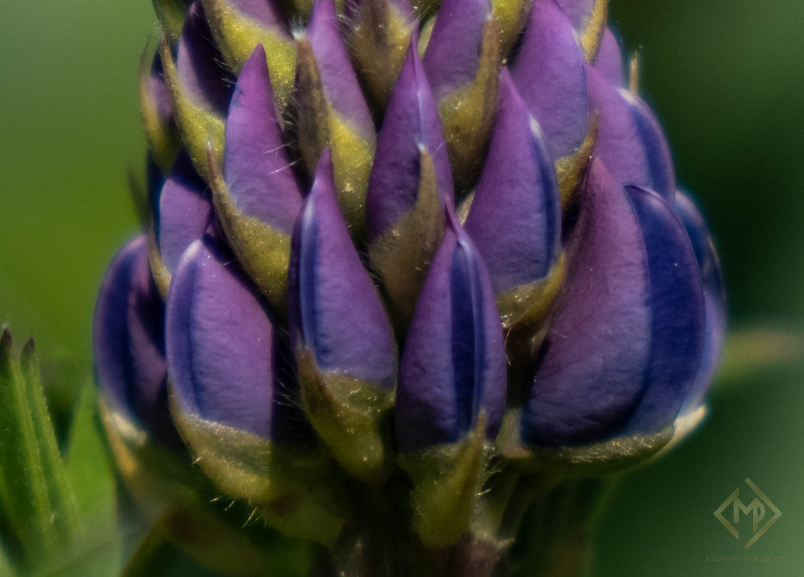 Macro Portfolio 09082026 2