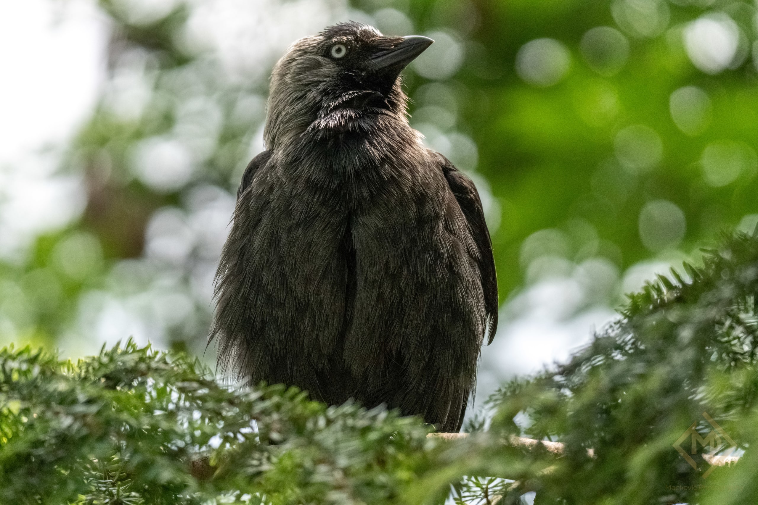 Wildlife Portfolio 09082026 5