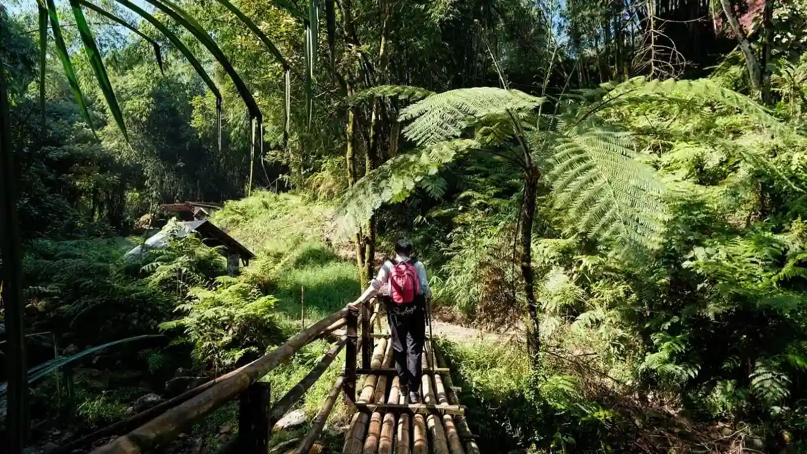 Traditional Balinese local trekking guide with woven headcloth walking along a dirt footpath through emerald terraced rice fields and misty mountain slopes in Munduk North Bali