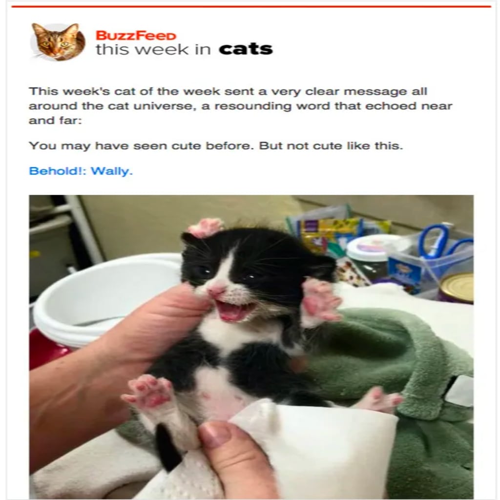 Buzzfeed email example
