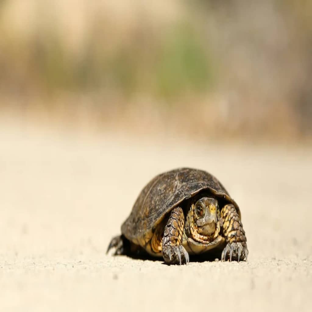 wp find slow plugins turtle