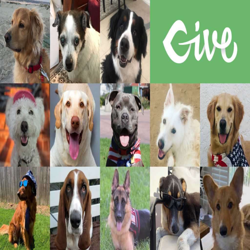 13 Caninedidates for the PAWS of Coronado 2020 Canine Mayoral Election