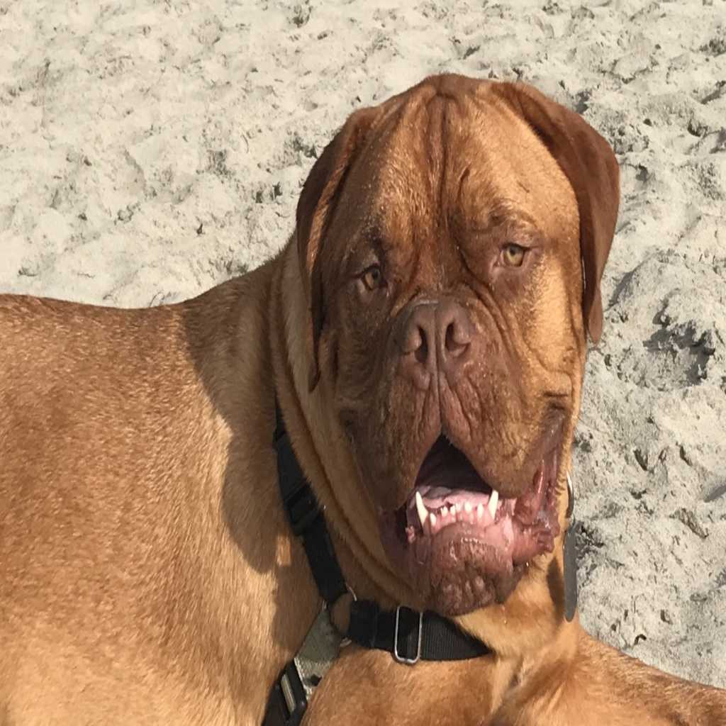 Gus, a giant slobbering dog with a lovable face.