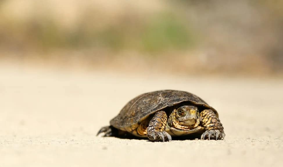 wp find slow plugins turtle