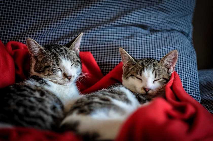 Two cats sleeping