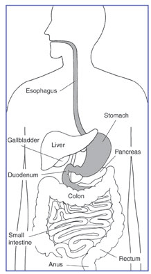 digestive system no labels for kids