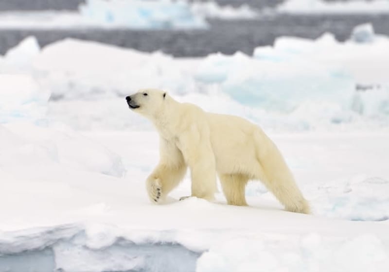 Antarctica