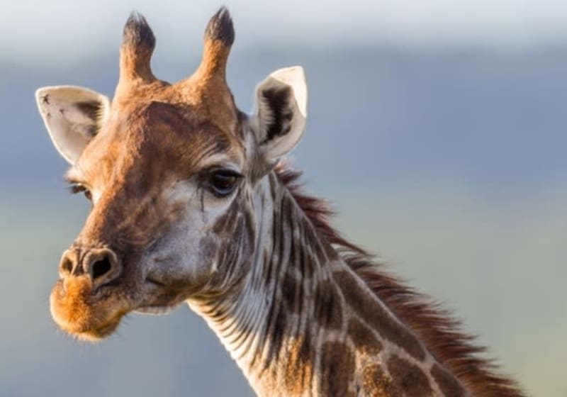 Safari