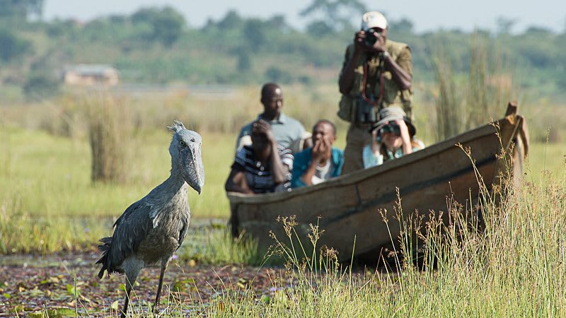 Birding Safaris