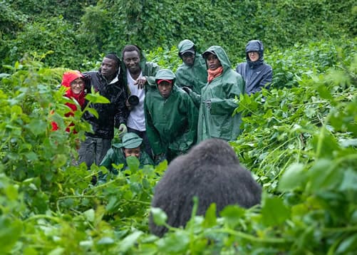 Gorilla Trekking: Uganda or Rwanda?