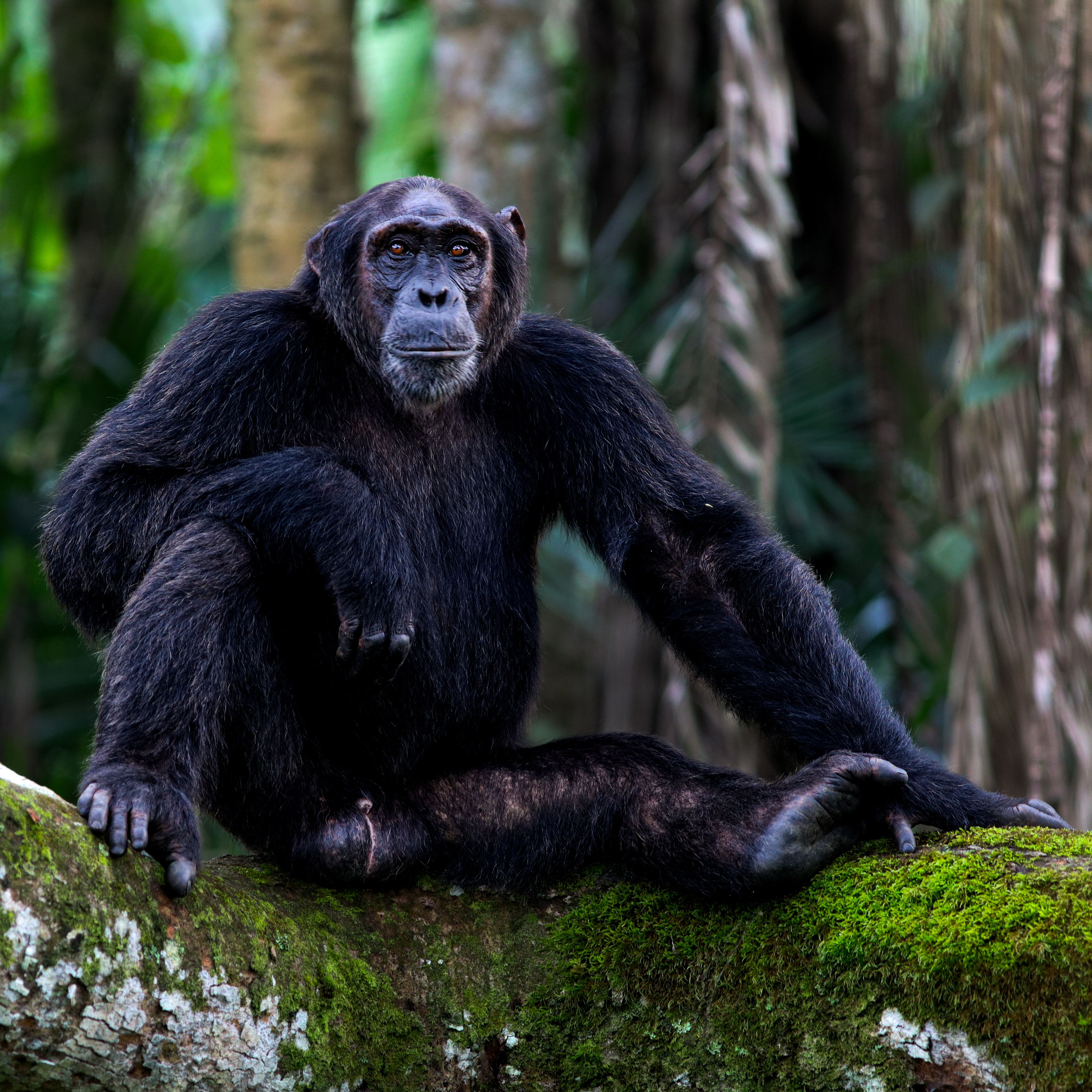 Gorilla and Primate Safaris
