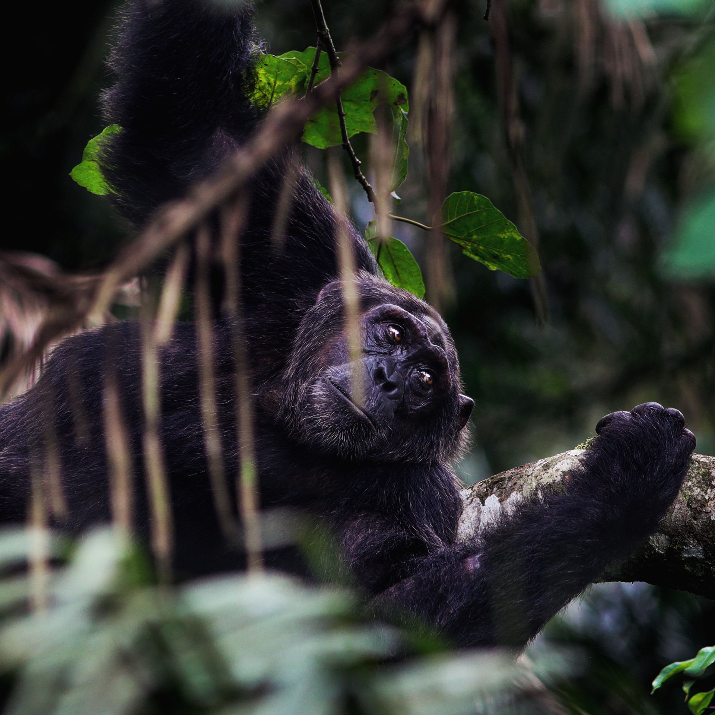 Kibale National Park