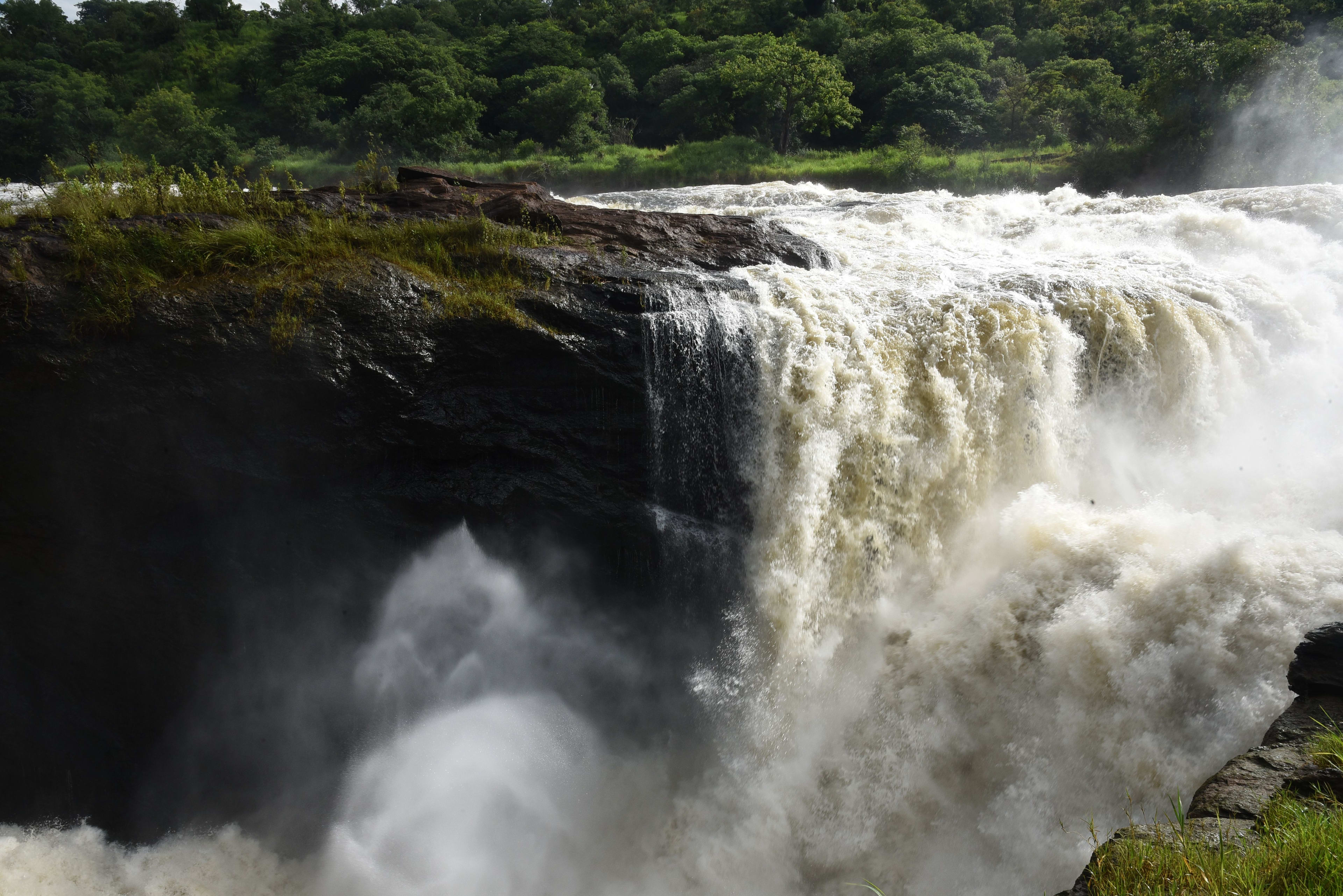 Best Time for Gorilla Trekking in Uganda